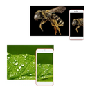 USB Digital Microscope with LED