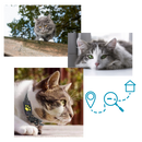GPS Tracking Collar for Pets