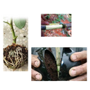 Pack of 3 Air Layering Plant Boxes