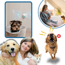 Anxiety Relief For Pets