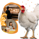 Cozy Chicken Egg Lamp