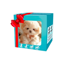 Cute Robotic Puppy Cat