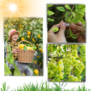 Easy Clip-On Plant Support