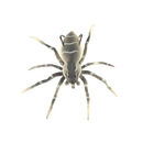 Natural Movement Spider Lures
