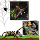 Natural Movement Spider Lures