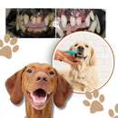 Natural Pet Oral Repair Gel