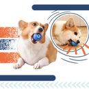 Obstacle Avoidance Dog Ball
