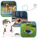 Portable Dog Splash Pad