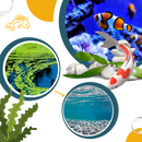 Preventive Aquarium Algaecide