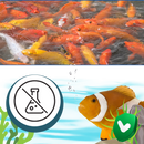 Preventive Aquarium Algaecide