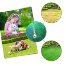 Revitalizing Lawn Grass Spray